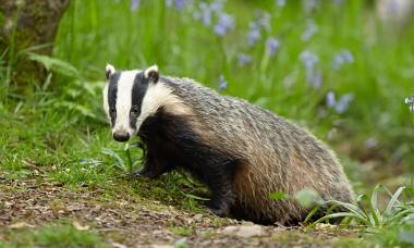 A photo of a badger